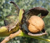Juglans regia - Walnoot - 3