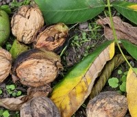 Juglans regia - Walnoot - 4