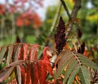 Rhus typhina - Fluweelboom - 1
