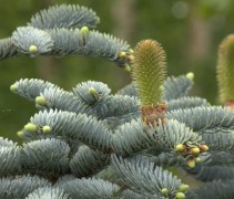 Abies procera 'Glauca' detail