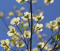 Cornus kousa 'Eddie's White Wonder'