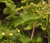 Viburnum opulus