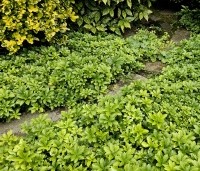Pachysandra terminalis - Dikkemanskruid - 2