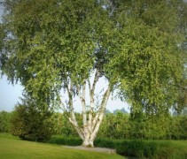 Betula utilis ‘Doorenbos’ (Jacquemontii)