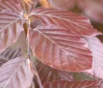 Fagus sylv. 'Atropunicea' blokvorm