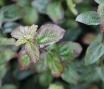 Parrotia Persian Spire