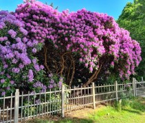 Rhododendron Roseum Elegans