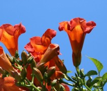 Trompetklimmer 'Madame Galen' met oranje rode bloemen