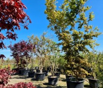 Acer palmatum