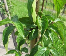 Cornus Mas