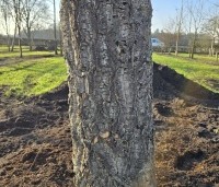 Quercus suber - Kurkeik - 1