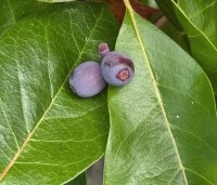 Nyssa sylvatica - Zwarte tulepoboom - 3