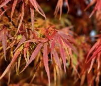 Acer palmatum 'Scolopendrifolium' - Japanse Esdoorn 'Scolopendrifolium' - 2