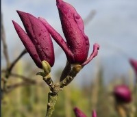 Magnolia 'March Till Frost' - Magnolia 'March Till Frost' - 1