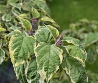 Clerodendrum trichotomum 'Variegatum' - Bontbladige pindakaasstruik - 7