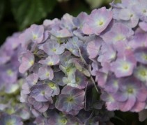 Hydrangea forever&ever blue