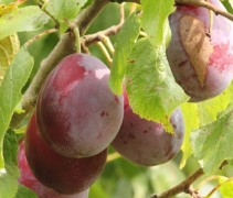 Prunus domestica Opal