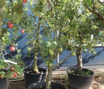 Pyrus communis 'Saint Remy' laagstam 20-30