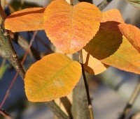 Amelanchier canandensis 'October Flame' - Zuilvormige krentenboompje met rood herfstblad - 1