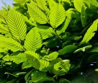 Carpinus betulus - Haagbeuk - nieuw voorjaarsblad