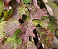 Hydrangea quercifolia - Eikenbladhortensia - 1