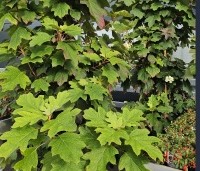 Hydrangea quercifolia - Eikenbladhortensia - 2