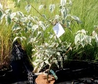 Cornus kousa 'Summerfun' - Japanse grootbloemige kornoelje  - 1