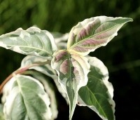 Cornus kousa 'Summerfun' - Japanse grootbloemige kornoelje  - 2