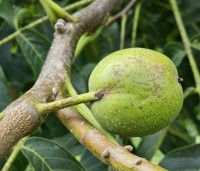 Juglans regia 'Coenen' - Walnoot 'Coenen' - walnoot in augustus
