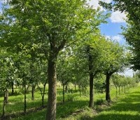 Pterocarya Stenoptera - Vleugelnoot - knotvormen kwekerij perceel Beek juni 2024