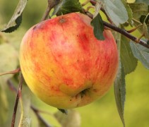 Appel 'Laxton's Superb'