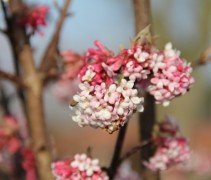 Viburnum bodn Dawn