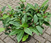 Viburnum davidii