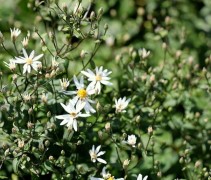 Aster divaricatus in bloei en met knoppen