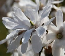 Magnolia stellata 'Royal Star' bloemen