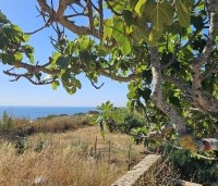 Ficus carica - Vijg - bestendig tegen zeewind