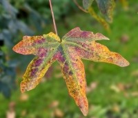 Acer campestre - Veldesdoorn - 3