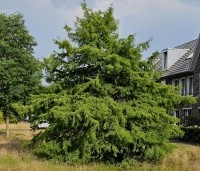 Taxodium distichum - Moerascypres - geplant in een wadi