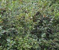 Cotoneaster lucidus - Glanzende dwergmispel - 2
