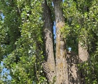 Populus nigra 'Italica' - Italiaanse populier - 1