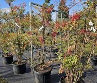 Nandina domestica - Hemelse bamboe - februari 2026