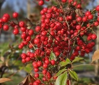 Nandina domestica - Hemelse bamboe - februari 2026