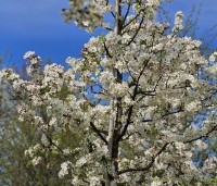 Malus 'Red Sentinel' - Sierappel - 1