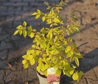 Tetradium daniellii - Bijenboom - herfst