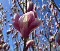 Magnolia soulangeana - Magnolia soulangeana - 1