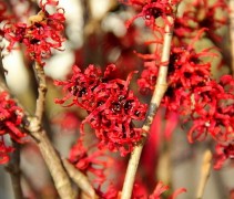 Hamamelis x intermedia 'Diane'
