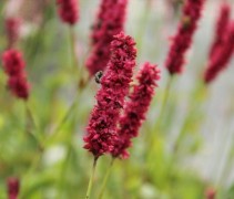 Persicaria amplexicaulis 