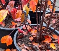 Malus 'Veitch's Scarlet' - Sierappel 'Veitch's Scarlet' - 3