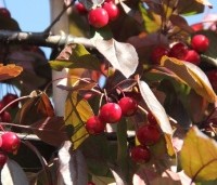 Malus 'Veitch's Scarlet' - Sierappel 'Veitch's Scarlet' - 1