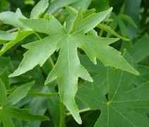 Amberboom 'Worplesdon', leivorm met groen blad